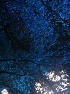 sakura-blue
