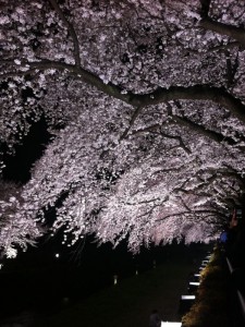 sakura-white